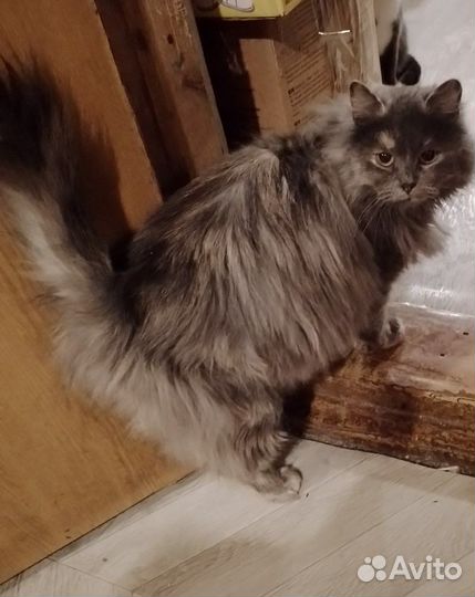 Кошка Алиса