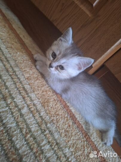 Отдам котят