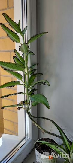 Каланхоэ отдам отростки