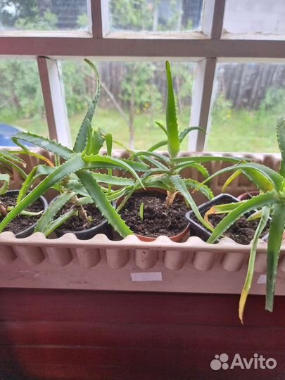 Алоэ столетник