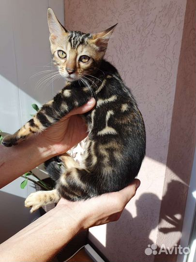 Бенгальские котята