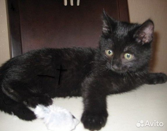 Шикарный, черный котенок - девочка в добрые руки