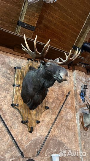 Чучела животных