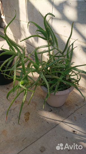 Алоэ лечебный