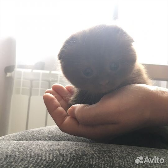 Шотландские котята вислоухие