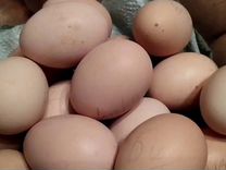 Инкубационное яйцо Брама