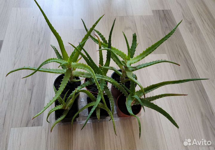 Алоэ Столетник лечебное