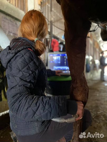 Узи животным/ лечение лошадей