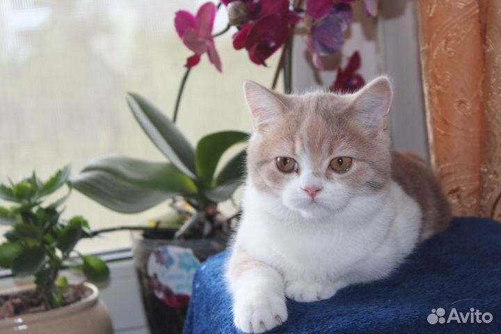 Нежная неженка