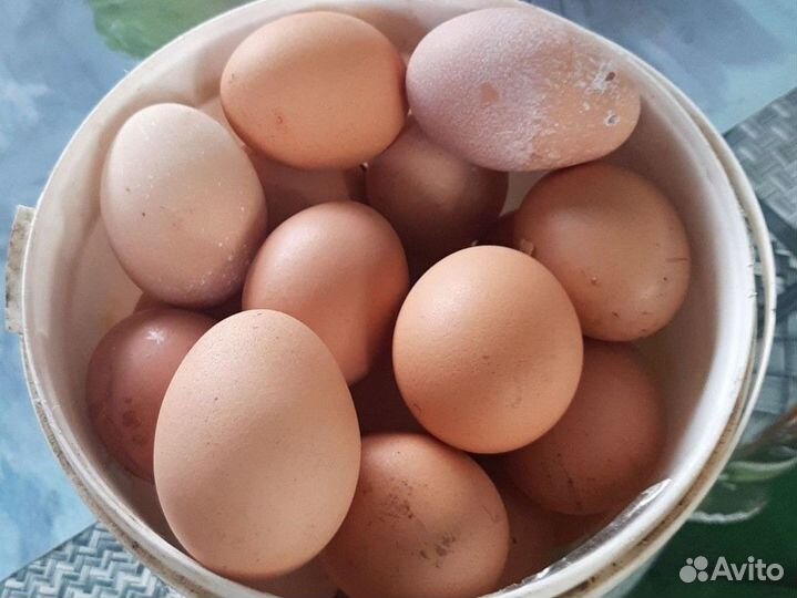 Домашние куриные яйца от 10 ка