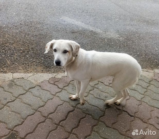 Красотка ищет дом