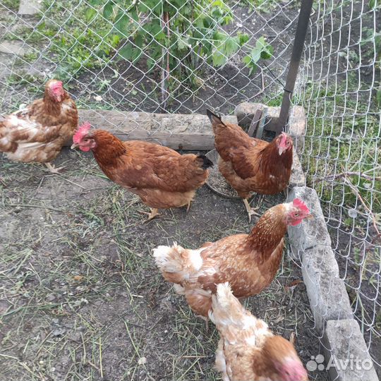 Куры несушки