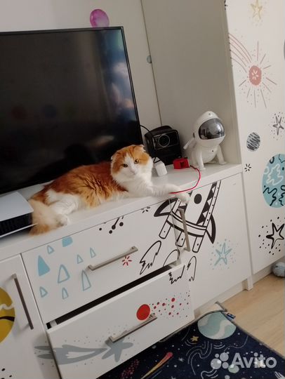 Кот, 1.5 года