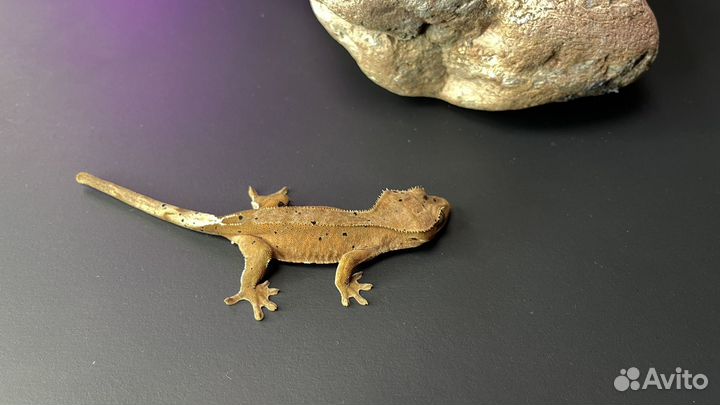 Бананоед самка 6 мес