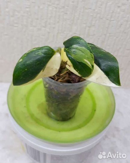 Филодендрон жёлтая кобра