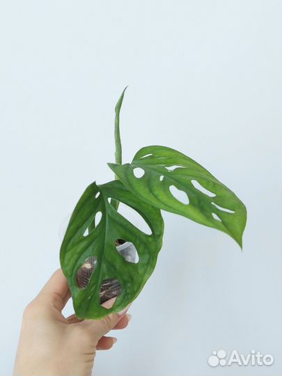 Монстеры разные