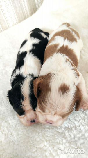 Девочки -кавалерочки