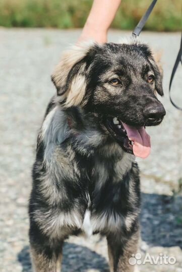 Щенки в дар