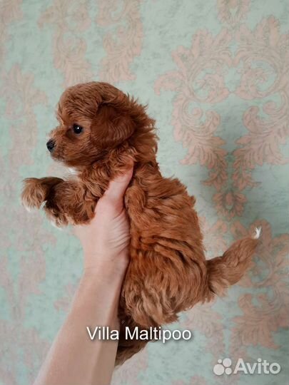 Мальтипу f1 micro Teacup