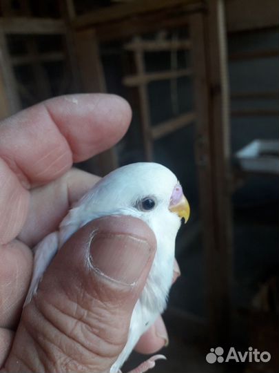 Волнистый альбинос