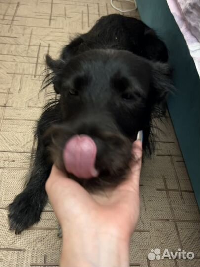 Ушастик в добрые руки