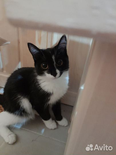 Кошечка ищет дом
