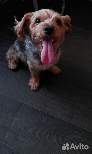 Пес в добрые руки