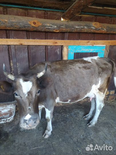 Коровы телята