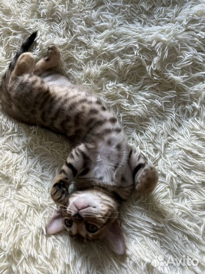 Бенгальская кошка