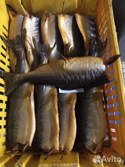 Рыба холодного копчения