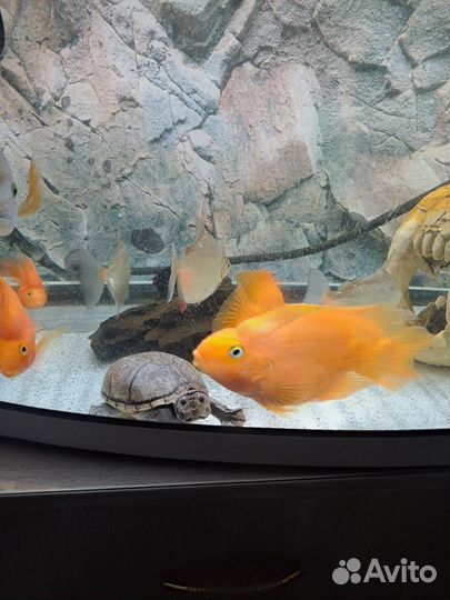 Черепаха водная