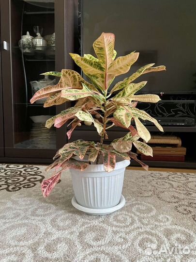 Продаю цветы, состояние хорошее, около 7 штук