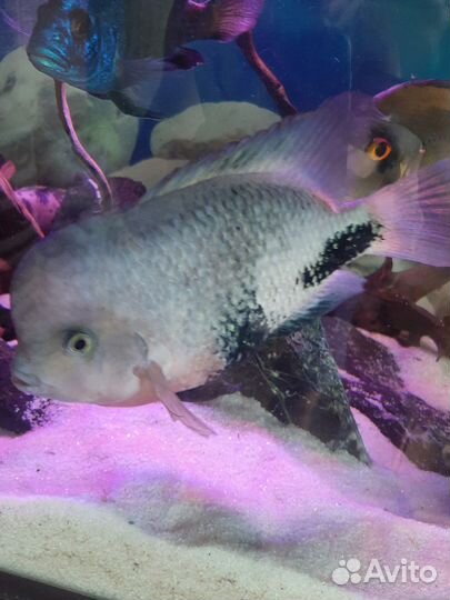 Аквариумные рыбки цихлиды