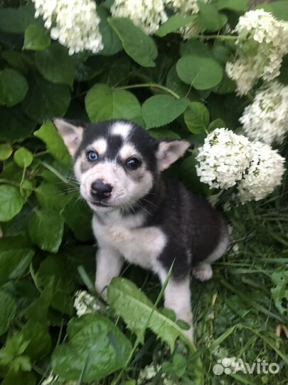 Щенки сибирской хаски