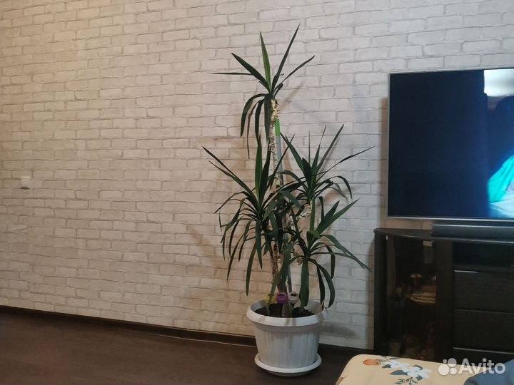 Пальма юкка