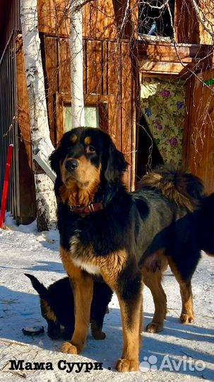 Щенки Банхар