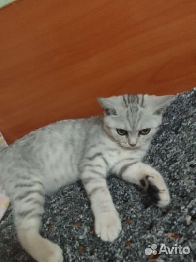 Кошка породистая