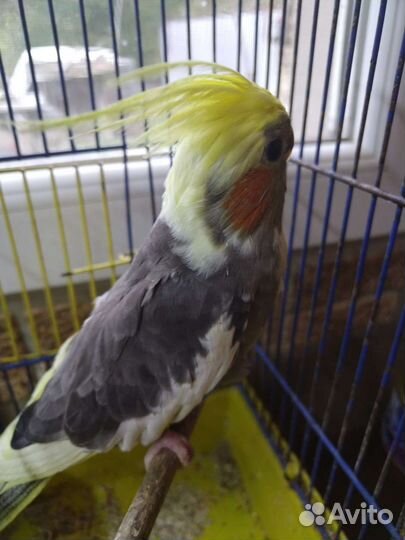 Попугай корелла
