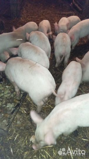 Поросенок белый