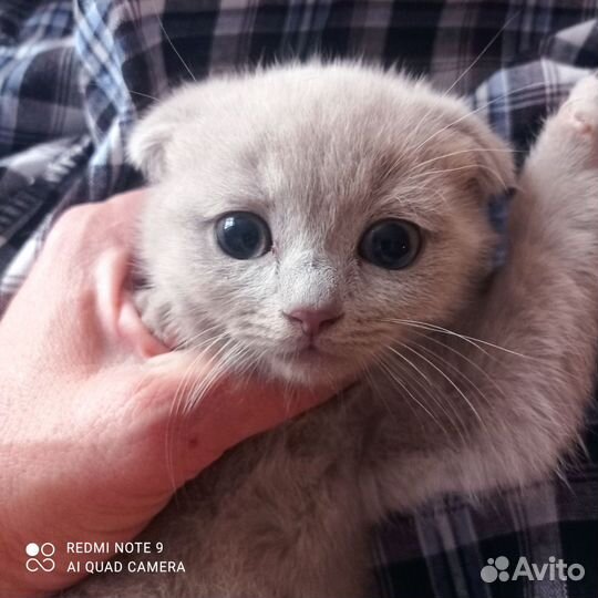 Вислоухий лиловый котик
