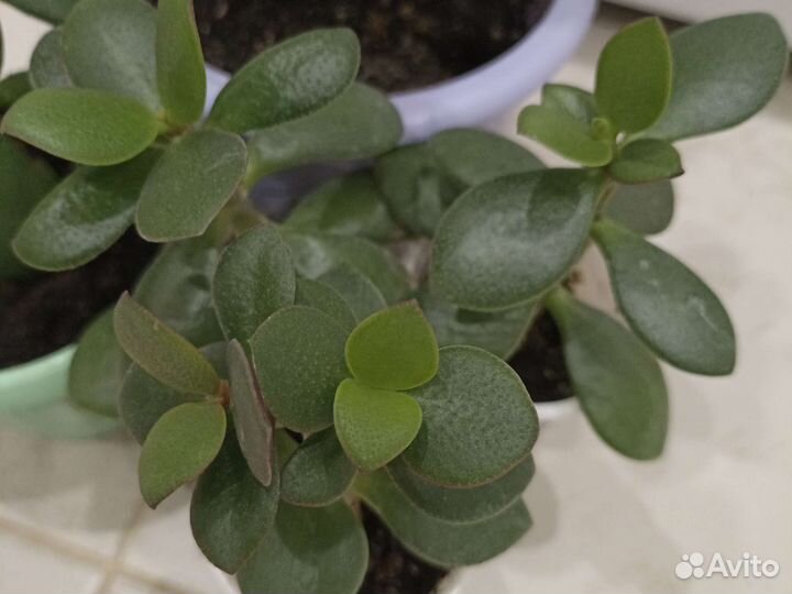 Крассула толстянка