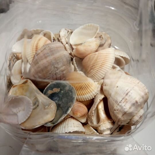 Крупные ракушки 2 кг