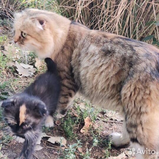 Кошка