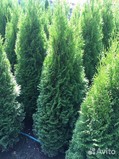 Премиальные туи из питомника