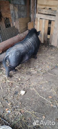 Вьетнамские свиньи