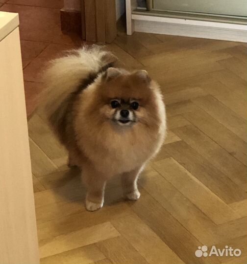 Померанский Шпиц на Вязку (мальчик)