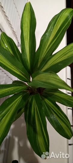 Кордилина киви