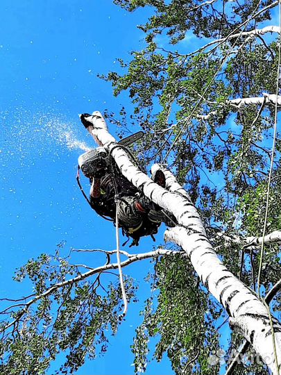 Спил деревьев, Полевской