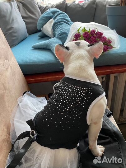 Одежда для собак