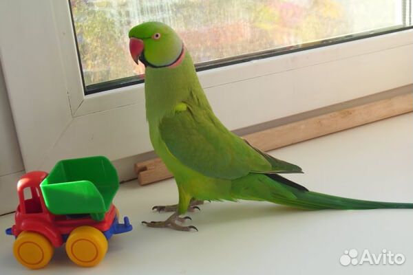 Ожереловый попугай